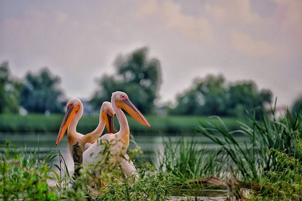 Birdwatching toamna Delta Dunării