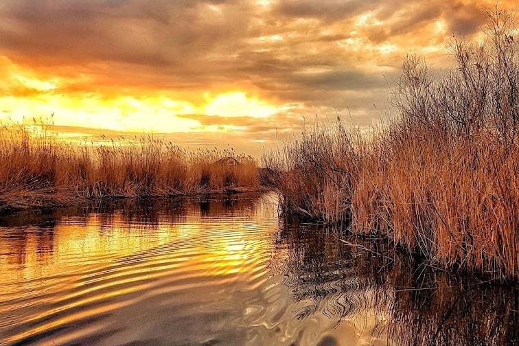 măsuri limitare a pagubelor produse de șacali inDelta Dunării