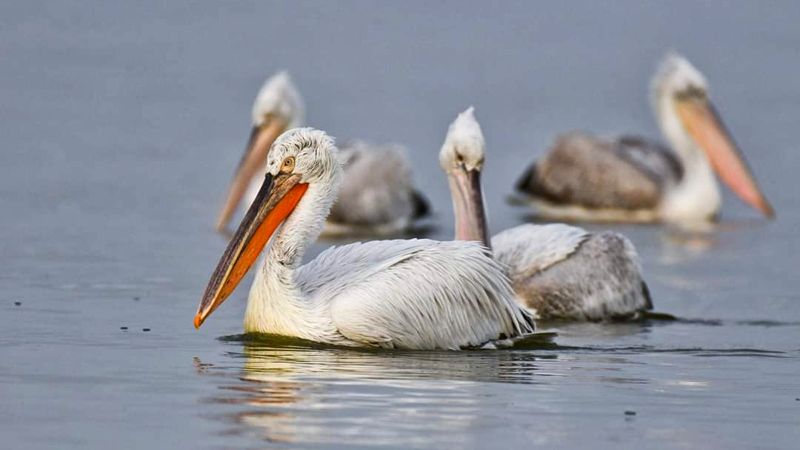 numar-record-de-pelicani-creti-in-romania-jumatate-sunt-in-delta-dunarii