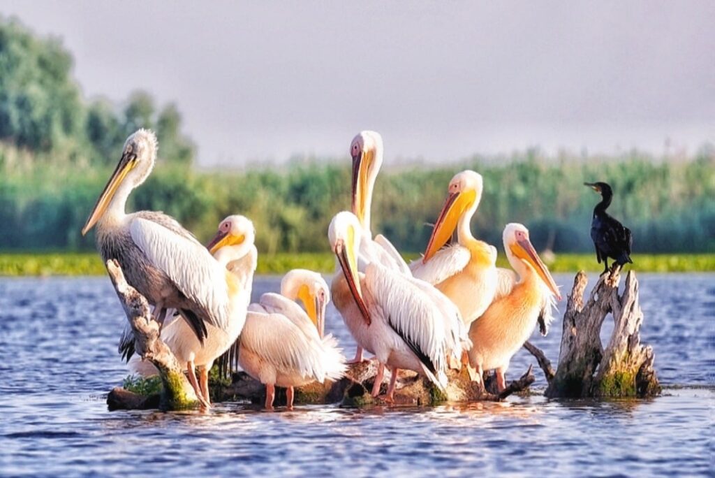 descopera-delta-dunarii-agentie-turism-excursii-delta